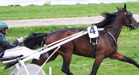 Rundvisning på Hovhedegaard Hestecenter ved Guldbæk