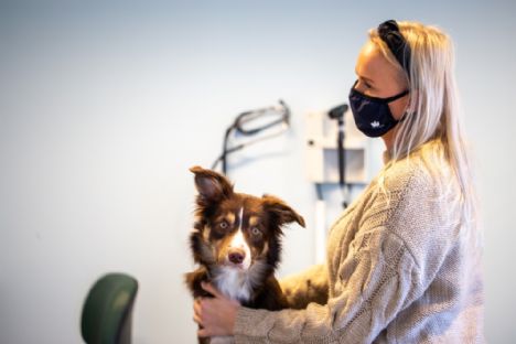 Højsæson for smitte: Sådan beskytter du din hund mod kennelhoste