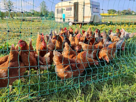 På Løvegården ved Suldrup bor hønsene i campingvogn