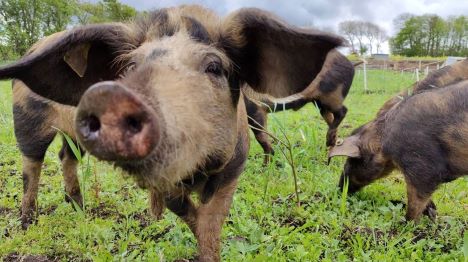 Fritgående dyr er et hit på Løvegården