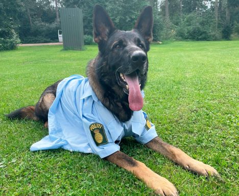 Indbrudstyve og andre kriminelle kørte forbi Rebild Kommune