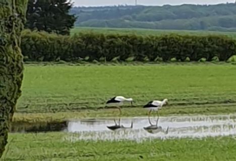 5 storke spottet i Ladelund