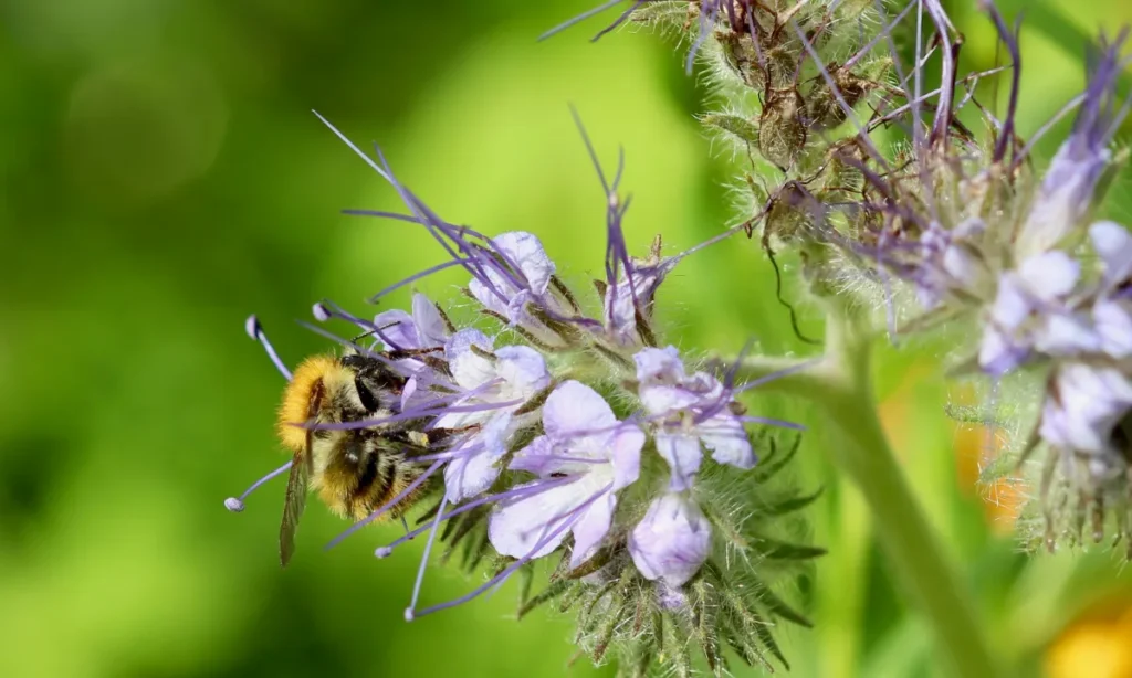 3 Bumblebee visiting seed mix