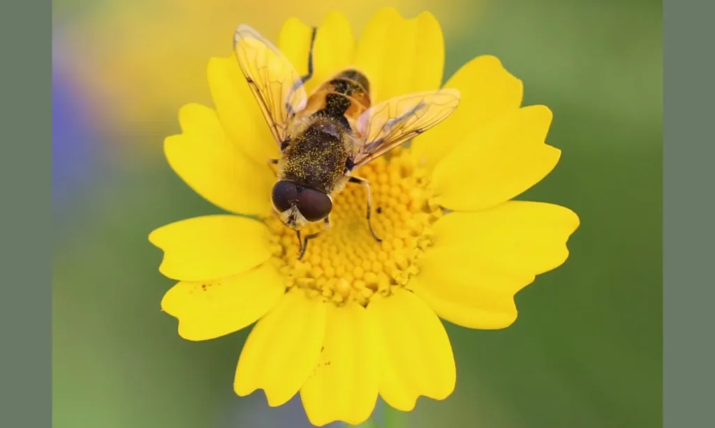 4 Hoverfly on Glebionis segetum