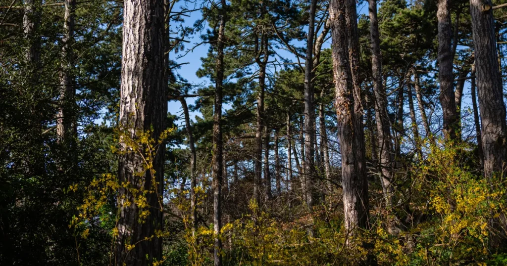 En historisk investering i grøn omstilling – Rekordstort tilskud på 20 mia. til skovrejsning åbner fra i dag