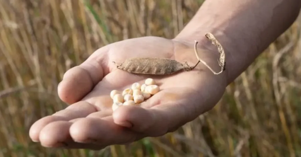 Aurion og Nordic Clarity lancerer klar-til-brug bælgfrugter til professionelle køkkener