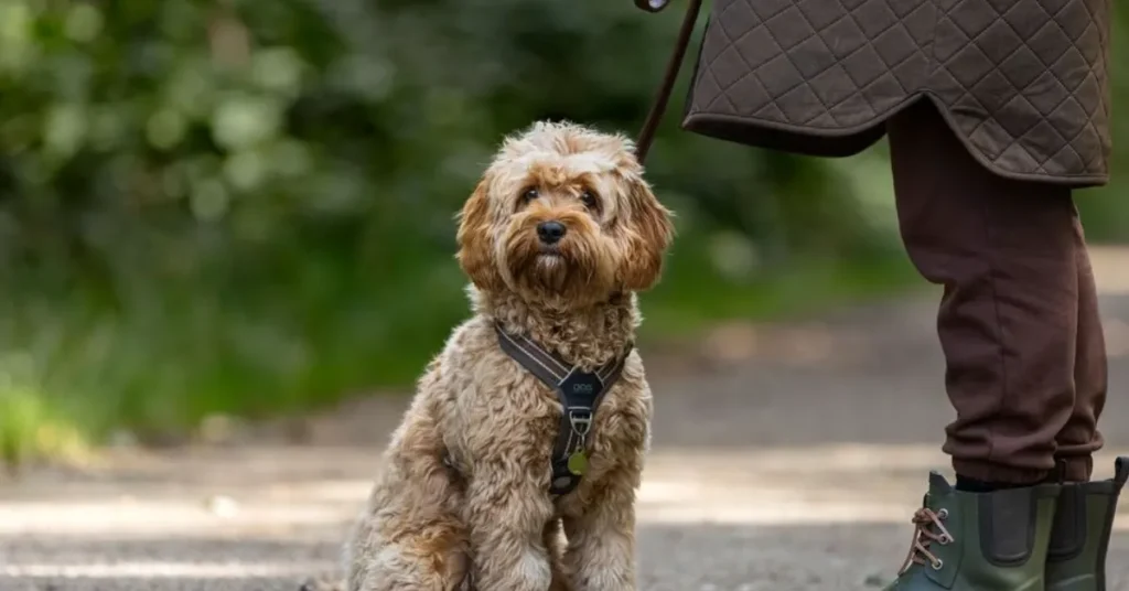 Færre nye hunde – og flere vælger de små racer