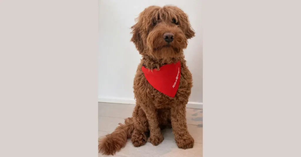 Ældre Sagen søger hunde til besøgsvenner – testdag på Rold Gl. Kro